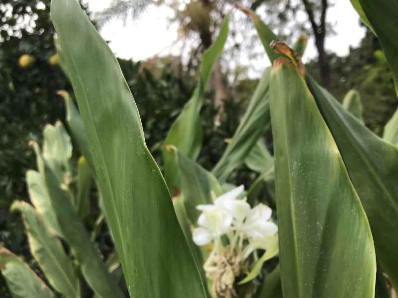 ginger plant