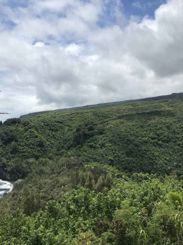 kohala forest