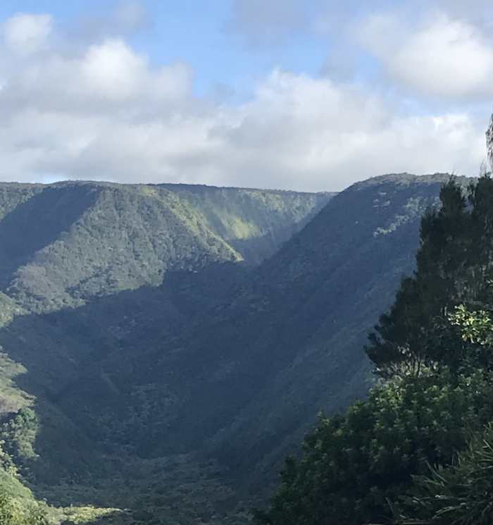 kahala forest