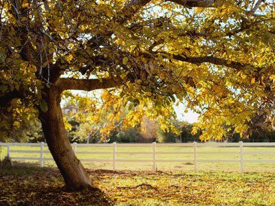 NKS.mamatree2