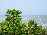 naupaka beach plant