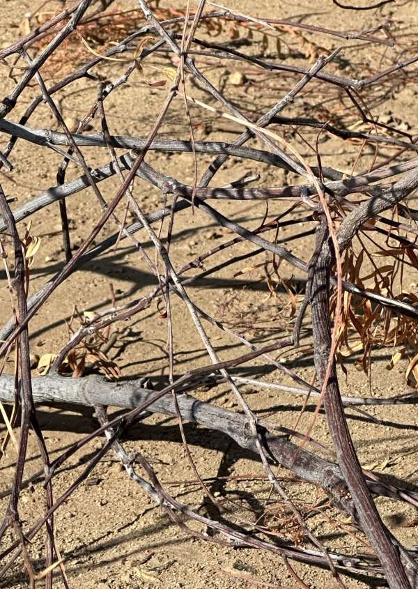 laau tree branches